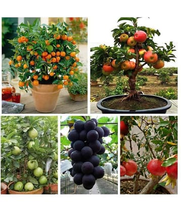 Gardens Bonsai 25 Fruit Seeds Combo (Orange, Guava, Grapes & Papaya) + Instruction Manual