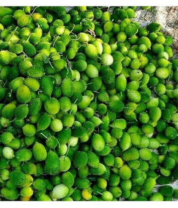 homeagro - Kantola Vegetable ( 20 Seeds )
