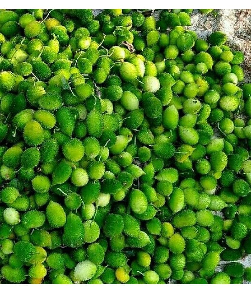 homeagro - Kantola Vegetable ( 20 Seeds )