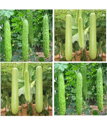Connifer® Combo Seeds 2 vegetable (  Bitter Gourd & Bottle Gourd) High Yield Hybrid Seeds (Pack Of 20 Seeds , 10 seeds each variety)