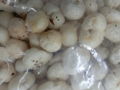 Makkana 