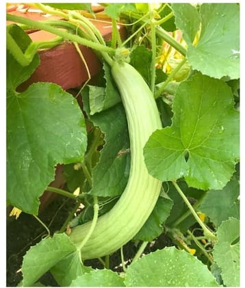 STOREFLIX LONG MELON KAKRI Seed (50 per packet) WITH USER MANUAL