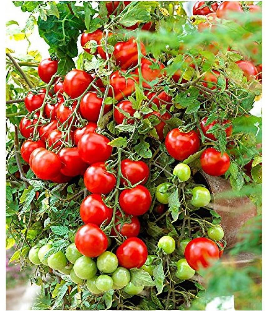Hybrid Indian Climbing Tomato Vegetable 50 Seeds