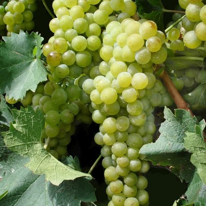 Green Grapes Wine 750 ml