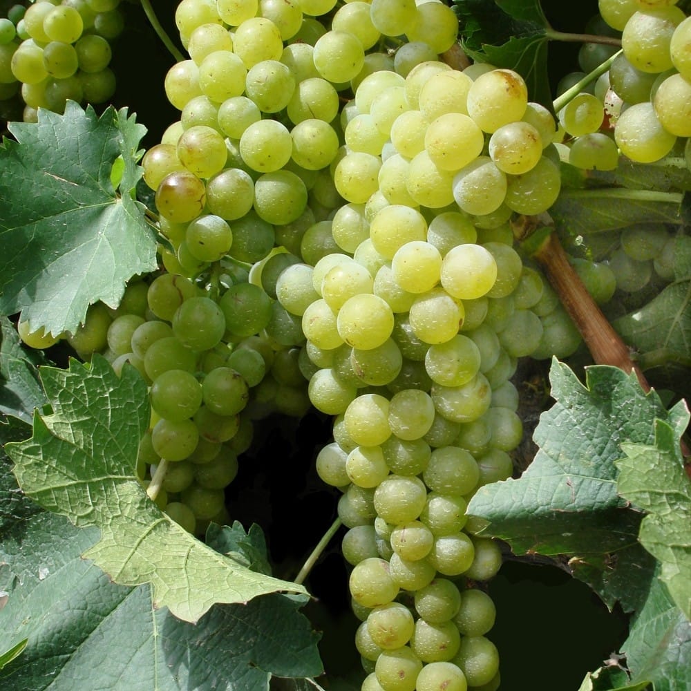 Green Grapes Wine 750 ml