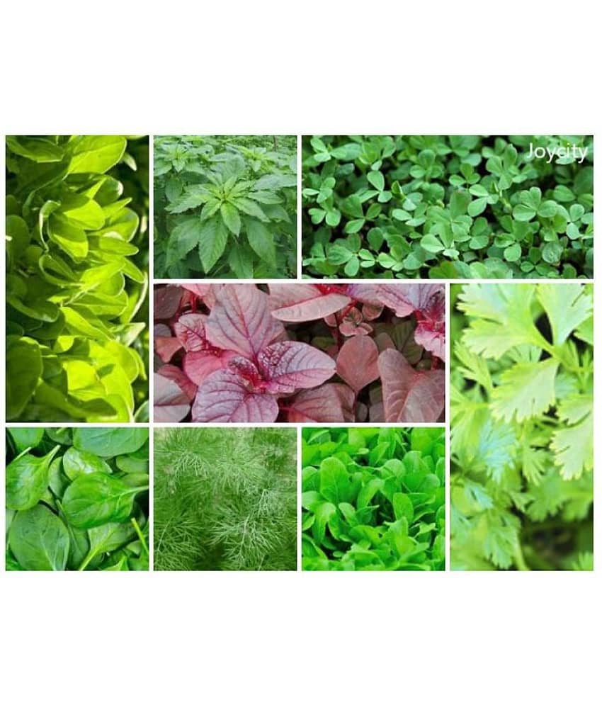 Joycity Leafy Vegetables Seeds Combo (1600+ Seeds)- 8 Varieties of Leafy Vegetable Seeds
