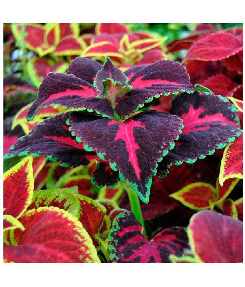 Nema Charming Chinese Coleus Seeds - Pink and Brown - 100 Pcs