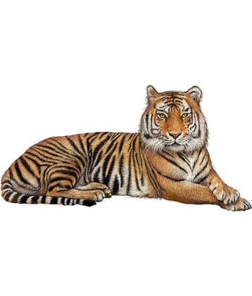 Wallzone Lying Tiger Sticker ( 90 x 40 cms )