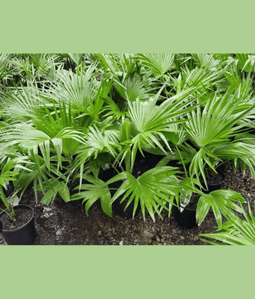 CLASSIC GREEN EARTH - Palm Tree Plant ( 25 Seeds )