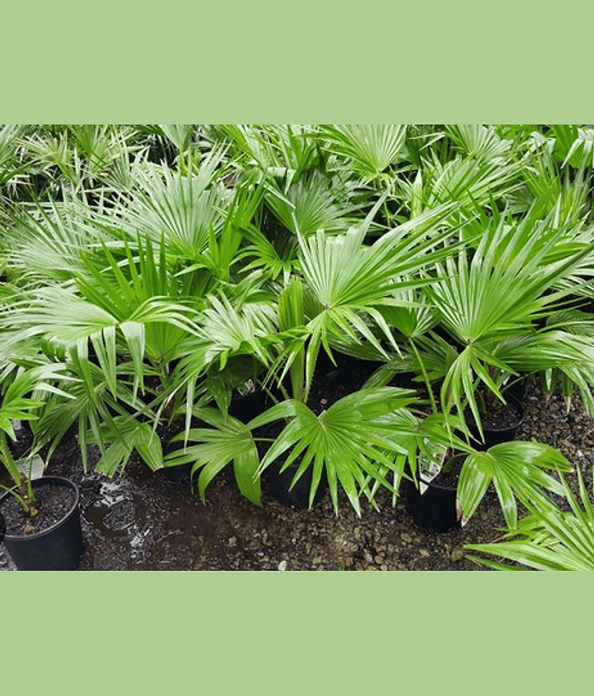 CLASSIC GREEN EARTH - Palm Tree Plant ( 25 Seeds )
