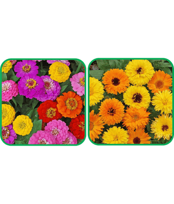 Aero Seeds Calendula Mix Color (50 Seeds) And Zinnia Mix Color (50 Seeds)Flower Seeds Pack