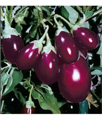 R-DRoz ChuChu Brinjal Hybrid Seeds - Pack of 50 Seeds F-1 Hybrid Organic