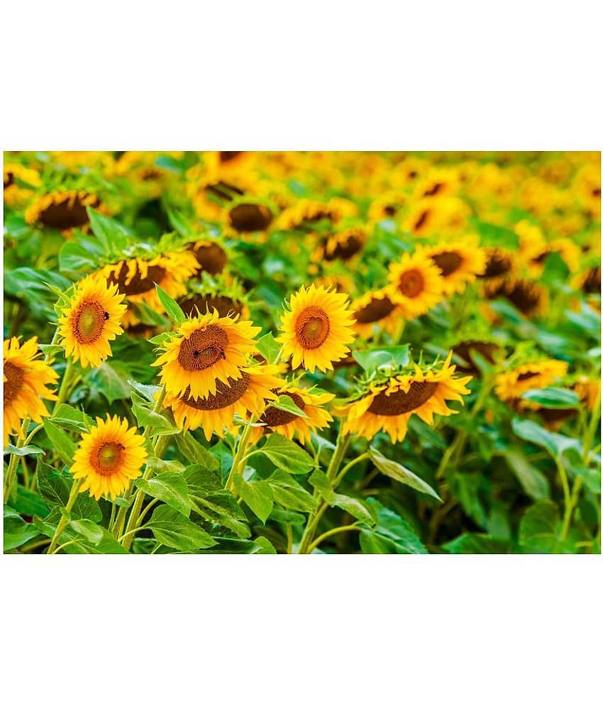 Joycity Sunflower Organic Seeds- 50+ Seeds