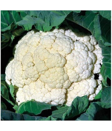 Vegetable Seeds Cauliflower (Gobhi )pack of 50 F1 Hybrid seeds