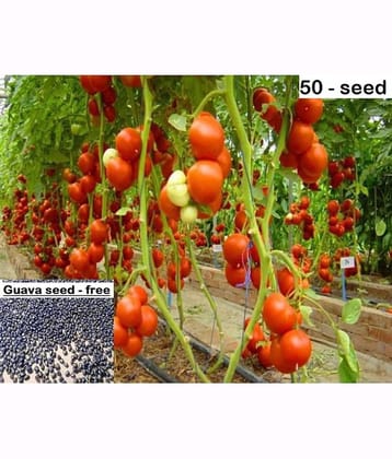 Desi Variety Tomato Seeds - Pack of 50 Seeds + Guava seed free ( 10 seed )