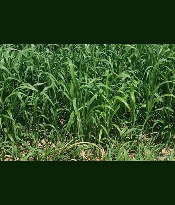 hybrid sorghum grass 50 gram seeds pack with user manual