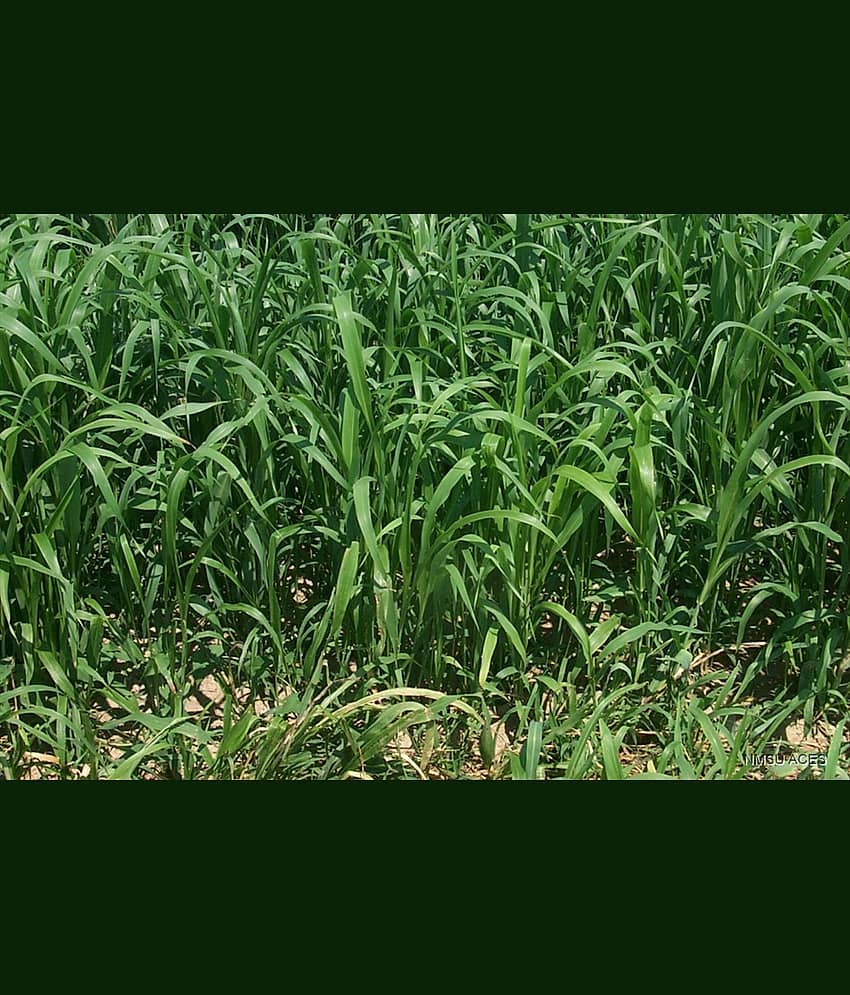 hybrid sorghum grass 50 gram seeds pack with user manual