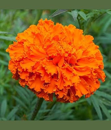 Jignisha Seeds Dhan Basanti Marigold Flower ( 50 Seeds )