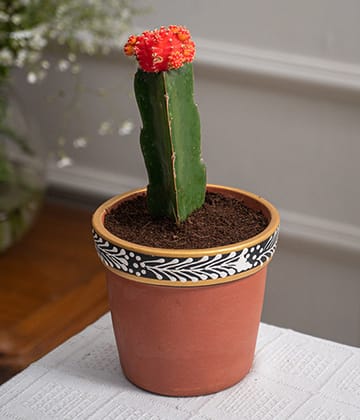 Moon Cactus in Handpainted Terracotta Pot