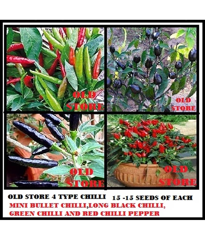 Combo pack of 4 type chilli seeds 15-15 seeds of each 1 (Small bullet black chilli long black chilli red chilli pepper green chilli) for indoor outdoor home gardening use with instruction manual