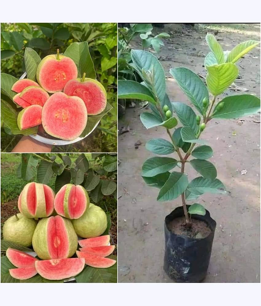 Cloud Farm Outdoor Fruit Plant ( Pack of 1 )