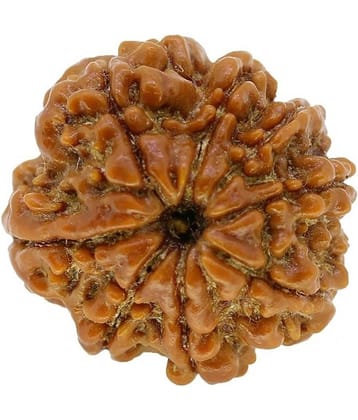 Narayan Religious Shopee 8 Mukhi Rudraksh