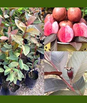 Cloud Farm Outdoor Guava Fruit Plant Pack of 1