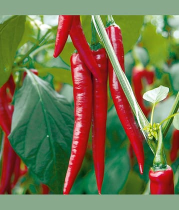 Long Hot and Spicy Red Chili Pepper Seeds 100