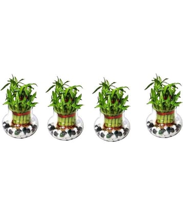 Green plant indoor - Green Wild Artificial Flowers With Pot ( Pack of 4 )