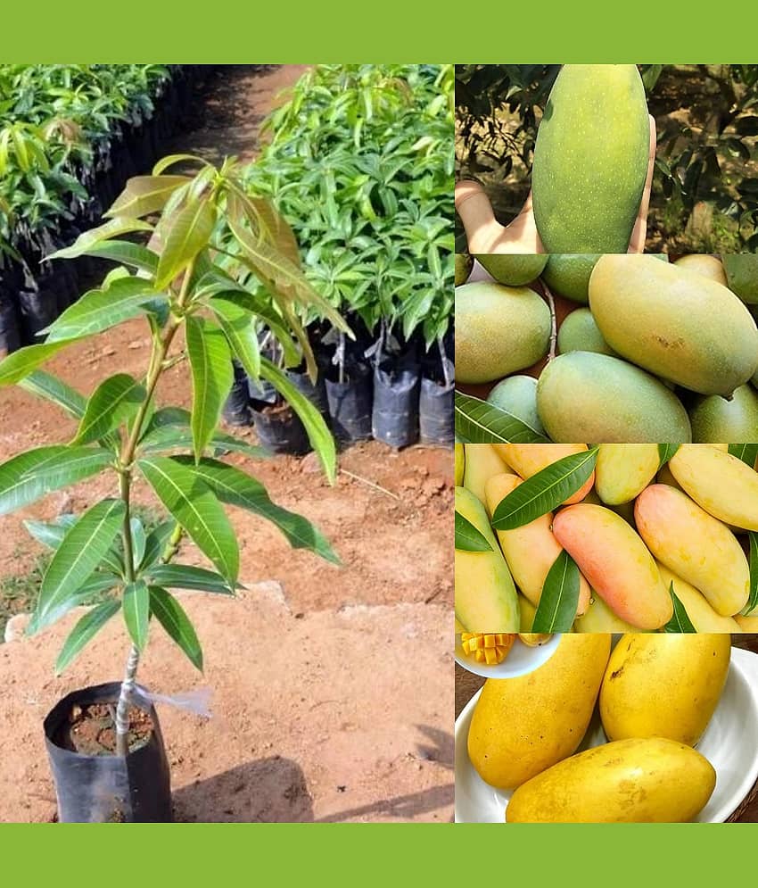 Cloud Farm Outdoor Mango Fruit Plant Pack of 1