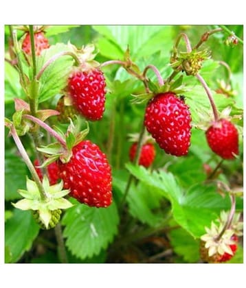 Strawberry Alpine Fragaria Variety seed (20 Seeds)