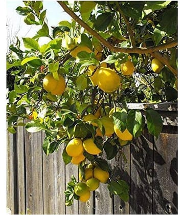 BS SEEDS Fruiting Lemon Tree Seeds Fruit Seeds For Planting Fruit Seeds Pack
