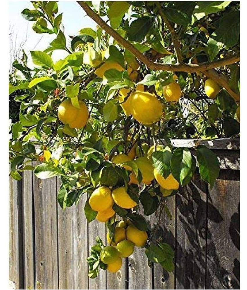 BS SEEDS Fruiting Lemon Tree Seeds Fruit Seeds For Planting Fruit Seeds Pack