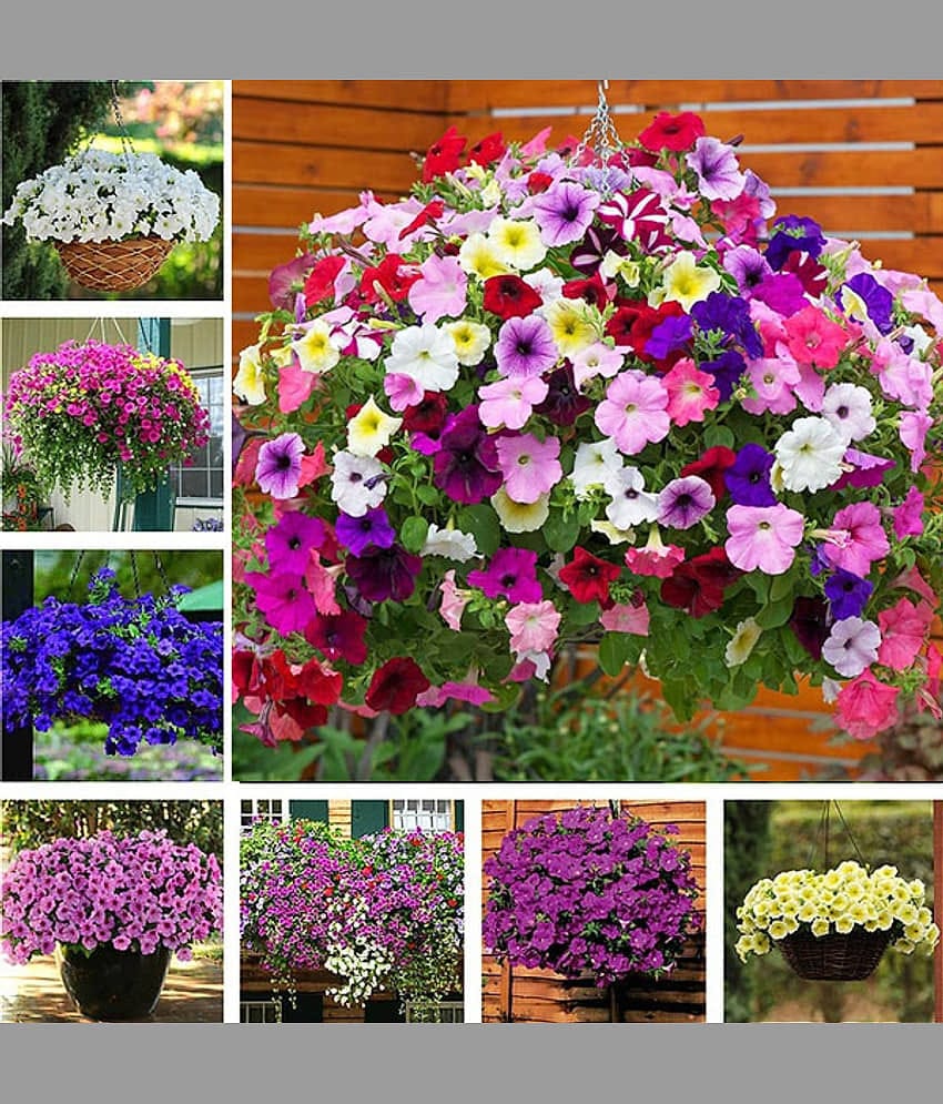 homeagro - Petunia Mixed Flower ( 50 Seeds )
