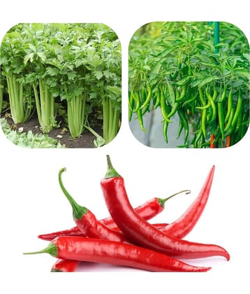 DECORPLIX Organic Long Chilli Vegetable 3 Varieties ( 300 Seeds )