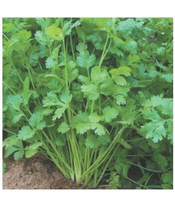 Coriander Kalmi Variety Seeds (30 Seeds)