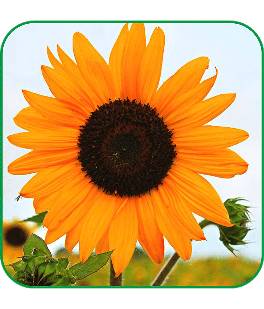 Aero Seeds Sunflower tall Pack of 50 Seeds