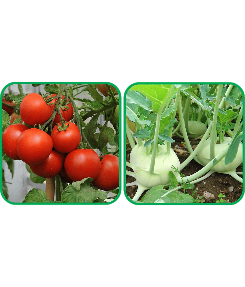 Aero Seeds Knol Khol ( 50 Seeds) And Tomato ( 50 Seeds) Vegetable Seeds Pack