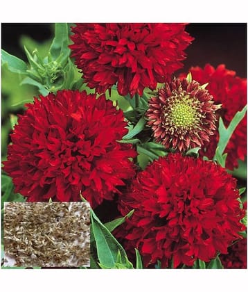 homeagro - Gaillardia Mixed Flower ( 20 Seeds )