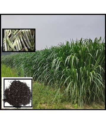 super napier grass pack of 2000 seeds WITH USE MANUAL FOR OUTDOOR GARDENING USE ( USED IN ANIMAL FOOD)