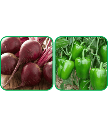 Aero Seeds Capsicum ( 30 Seeds) And Beetroot ( 100 Seeds) Vegetable Seeds Pack