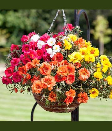 Portulaca Mixed Colour Garden Flower Seeds, Double Blooming Moss Rose (Portulaca flower seeds mix colour for home gardening pack of 30 pcs)