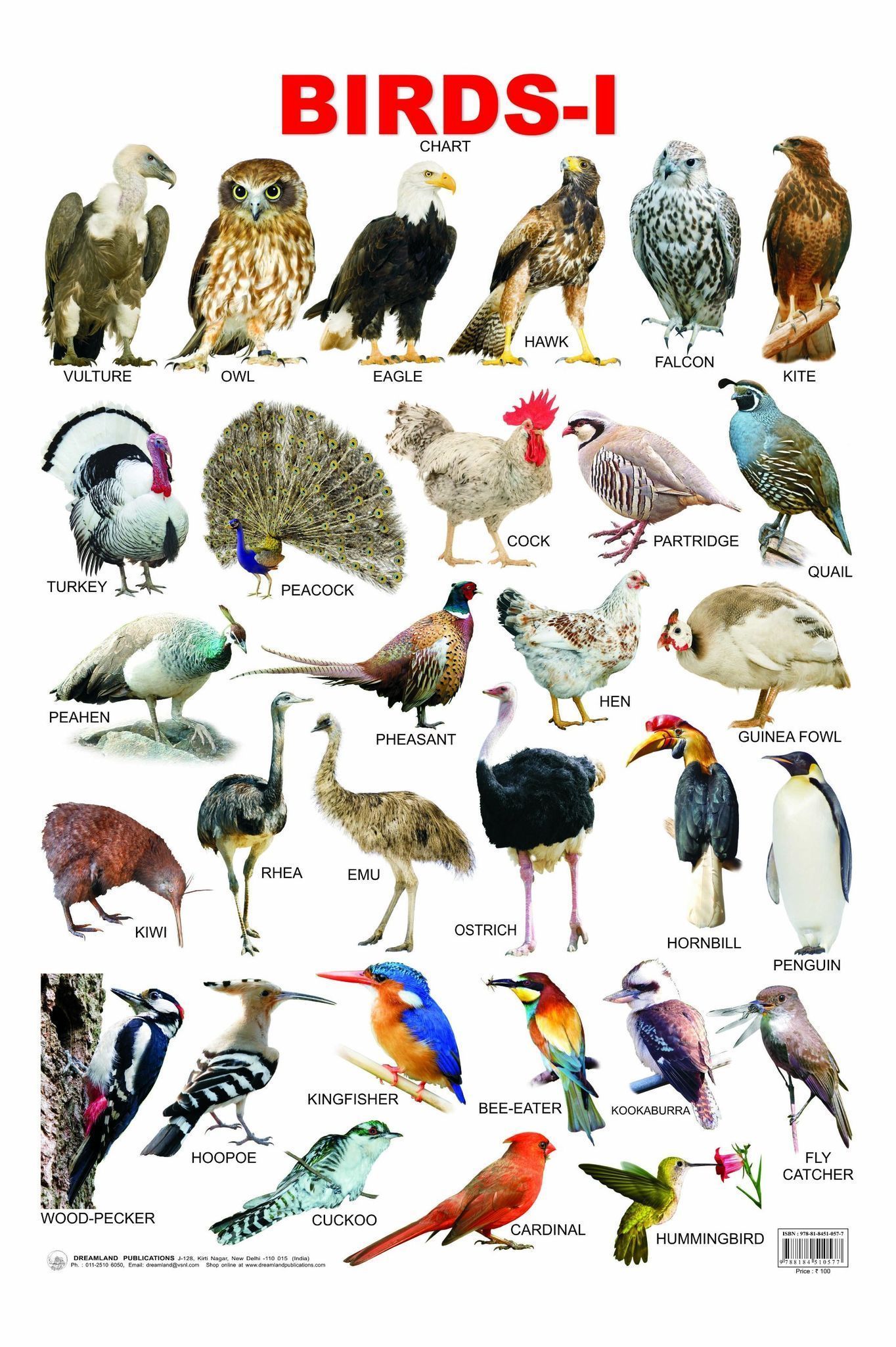 Birds-1 Educational Wall Chart For Kids - Both Side Hard Laminated (Size 48 x 73 cm) [Poster] Dreamland Publications