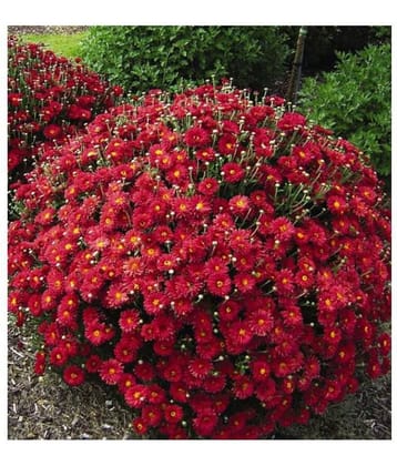 homeagro - Chrysanthemum Flower ( 50 Seeds )