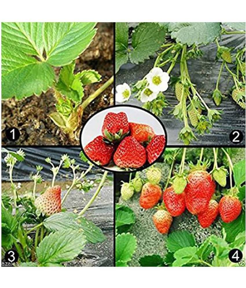 OhhSome Herb Heirloom - Potted Strawberry Seeds Kitchen Garden Pack