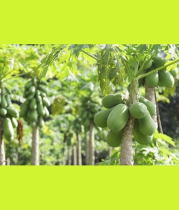 Extra Dwarf Carica Papaya tropical Tree Seeds -25 + Instruction Manual
