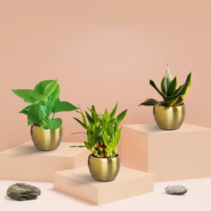 Vastu Plants Combo in Metal Pots (Small)