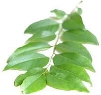 Curry Leaf Hydrosol