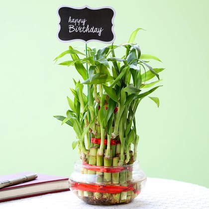 3 Layer Bamboo Plant For Happy Birthday