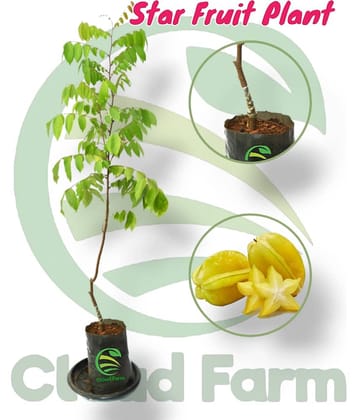 Cloud Farm Outdoor Fruit Plant ( Pack of 1 )